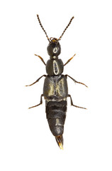 Rove Beetle Philonthus on white Background  -  Philonthus sp.