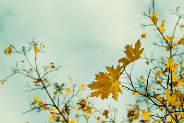 Natural autumn background with yellow maple leaves, selective fo