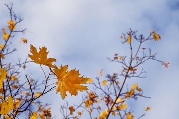 Natural autumn background with yellow maple leaves, selective fo