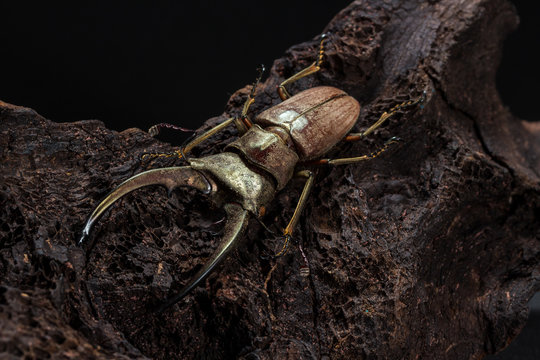 Golden Stag Beetle Dried