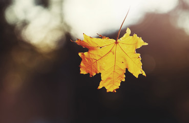Falling orange maple leaf on blurred natural background, selecti