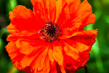 Closeup of the blooming red poppy flower