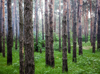 Green coniferous forest in the foggy weather