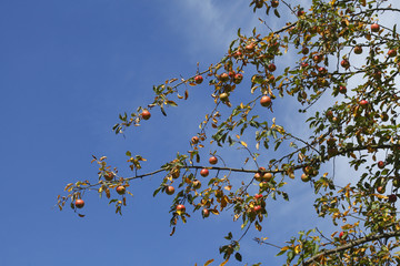 Reife Äpfel, Ast,Apfelbaum