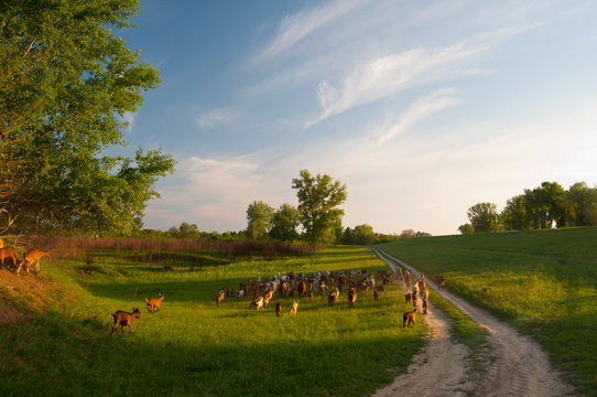 Herd of goats walking home in countryside on sunny summer day.