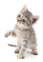 Small gray kitten.