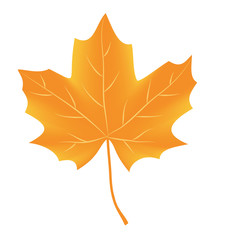 Autumn leaf vector