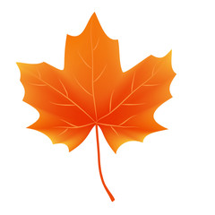 Autumn leaf vector