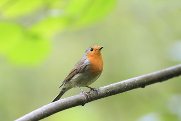 bird Robin red breast sitting on a tree in autumn Park