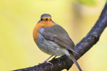 bird Robin red breast sitting on a tree in autumn Park