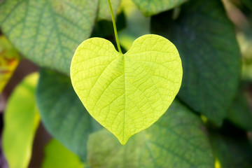 a green leaf formed like a heart