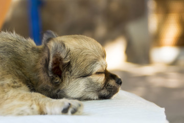 Chihuahua puppy sleeps