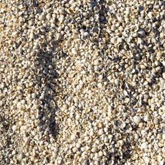 Sea shells backgound