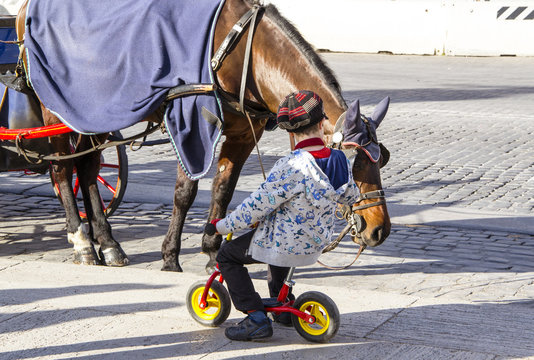cavallo con carrozza a Roma 