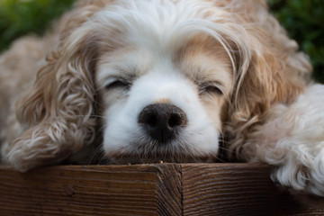 Napping Dog