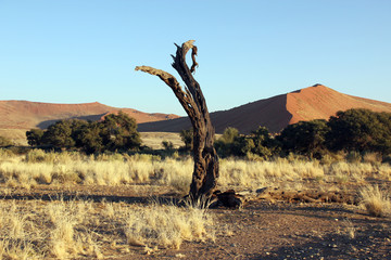 Petrified dunes in namibia in the namib desert