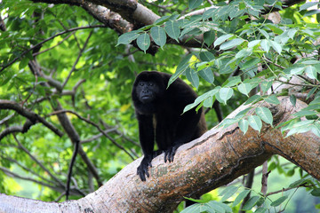 howlermonkey in  rainforest in costa rica