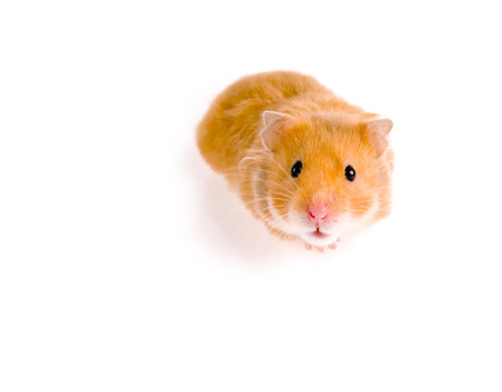 Hamster On White Background