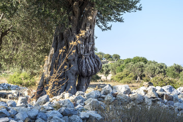 Old olive tree