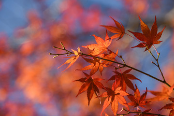 Red maple leaves in autumn