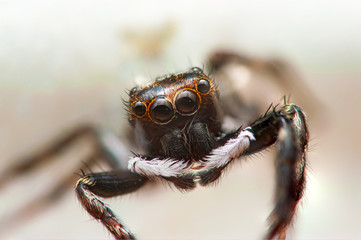 Adanson's House Jumper jumping spider (Hasarius adansoni) closeup head