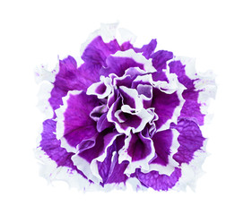 Terry petunia flower isolated on white
