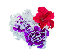 Terry petunia flowers isolated on white
