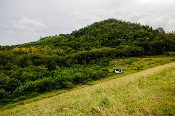 Obraz premium forest