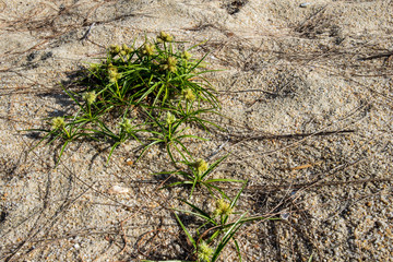 grass on sand