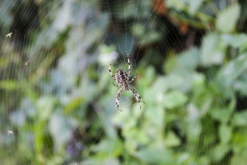 Spider on a spider web on blurred green background