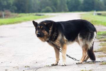 Big dog on the chain guard