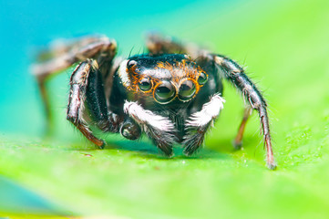 Adanson's House Jumper jumping spider (Hasarius adansoni) on a leaf