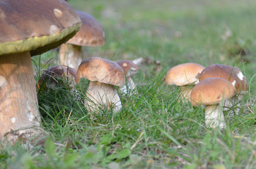 Champignons cèpes dans la forêts