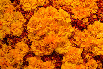 flowers marigold background yellow