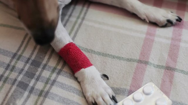 Jack Russell Dog is Sick, Injured Paw. Sitting on the Couch With Pills