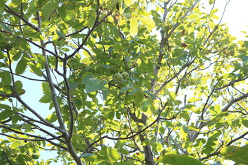 Walnut (Juglans regia) deciduous, thermophilic and photophilous walnut tree
