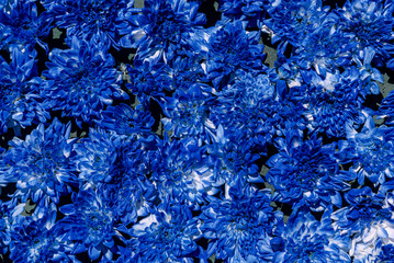 flowers chrysanthemum background blue
