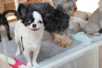 Cute small dog smiling stand on floor 
