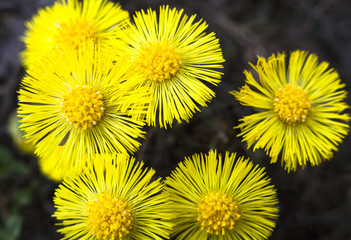 Yellow coltsfoot flowers (Tussilago farfara)