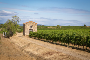 Fototapeta na wymiar une maison en ruine dans les vignes du Languedoc