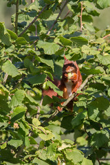 Fototapeta premium Eichhörnchen sammelt im 