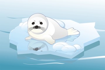 white young seal on ice floe