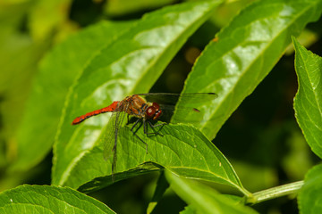 Feuerlibelle auf Ansitz