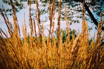 Fototapeta premium harvest