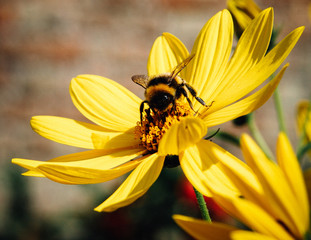 bumble bee flower power