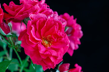 Fototapeta na wymiar Champlain Rose, a shrub rose developed in Canada and part of the Explorer series of roses.