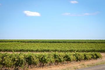 Fototapeta na wymiar des vignes du Languedoc avec un nuage dans un ciel bleu