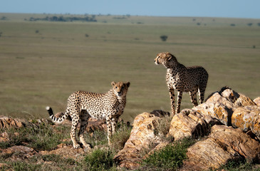 Cheetas © Daniel