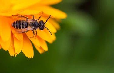 Fotobehang Wasp on a yellow flower © sds_93