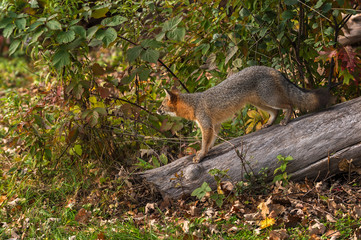 Grey Fox (Urocyon cinereoargenteus) Looks Out from Log